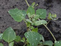 Chenopodium vulvaria 9, Stinkende ganzenvoet, Saxifraga-Ed Stikvoort