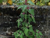 Chenopodium x reynieri