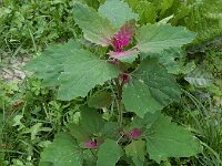 Chenopodium x reynieri 2, Melganzenvoet x Boomspinazie, Saxifraga-Ed Stikvoort : koriander Rhoon A900