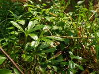 Chimaphylla umbellata