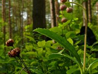 Chimaphylla umbellata 3, Saxifraga-Hans Grotenhuis