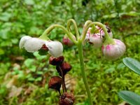 Chimaphylla umbellata 4, Saxifraga-Hans Grotenhuis