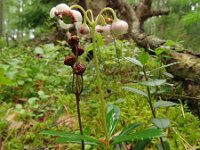 Chimaphylla umbellata 5, Saxifraga-Hans Grotenhuis