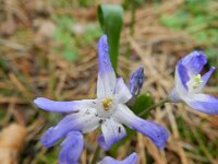 Chionodoxa forbesii 3, Saxifraga-Rutger Barendse