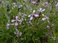 Chorispora tenella