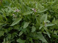 Chorispora tenella 2, Chorispora, Saxifraga-Ed Stikvoort : Jerevan - Garni A900