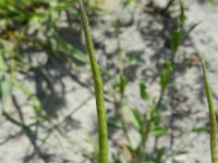 Chorispora tenella 2, Saxifraga-Rutger Barendse