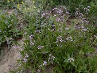 Chorispora tenella 3, Chorispora, Saxifraga-Ed Stikvoort : Jerevan - Garni A900