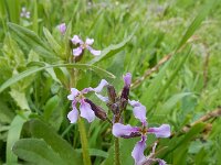 Chorispora tenella 4, Chorispora, Saxifraga-Ed Stikvoort : Jerevan - Garni s9900