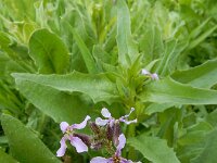 Chorispora tenella 5, Chorispora, Saxifraga-Ed Stikvoort : Jerevan - Garni s9900