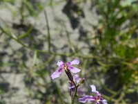 Chorispora tenella 6, Saxifraga-Rutger Barendse