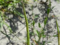 Chorispora tenella 7, Saxifraga-Rutger Barendse