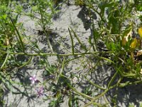 Chorispora tenella 8, Saxifraga-Rutger Barendse