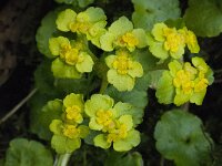Chrysosplenium alternifolium 12, Verspreidbladig goudveil, Saxifraga-Willem van Kruijsbergen