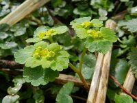 Chrysosplenium alternifolium 18, Verspreidbladig goudveil, Saxifraga-Rutger Barendse