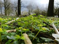 Chrysosplenium alternifolium 19, Verspreidbladig goudveil, Saxifraga-Rutger Barendse