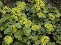 Chrysosplenium alternifolium 2, Verspreidbladig goudveil, Saxifraga-Willem van Kruijsbergen