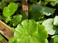 Chrysosplenium alternifolium 20, Verspreidbladig goudveil, Saxifraga-Rutger Barendse