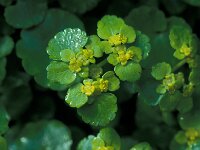 Chrysosplenium alternifolium 21, Verspreidbladig goudveil, Saxifraga-Jan van der Straaten