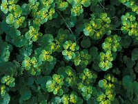 Chrysosplenium alternifolium 22, Verspreidbladig goudveil, Saxifraga-Jan van der Straaten