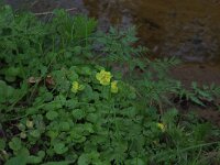 Chrysosplenium alternifolium 24, Verspreidbladig goudveil, Saxifraga-Hans Boll