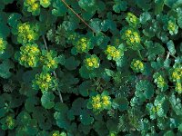 Chrysosplenium alternifolium 24, Verspreidbladig goudveil, Saxifraga-Jan van der Straaten