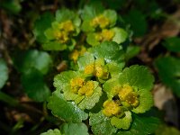 Chrysosplenium alternifolium 28, Verspreidbladig goudveil, Saxifraga-Ed Stikvoort