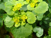 Chrysosplenium alternifolium 30, Verspreidbladig goudveil, Saxifraga-Hans Grotenhuis