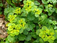 Chrysosplenium alternifolium 32, Verspreidbladig goudveil, Saxifraga-Hans Grotenhuis