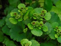 Chrysosplenium alternifolium 33, Verspreidbladig goudveil, Saxifraga-Ed Stikvoort