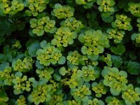 Chrysosplenium alternifolium 34, Verspreidbladig goudveil, Saxifraga-Ed Stikvoort