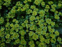 Chrysosplenium alternifolium 35, Verspreidbladig goudveil, Saxifraga-Ed Stikvoort