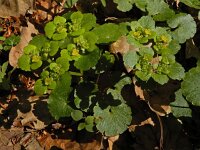 Chrysosplenium alternifolium 36, Verspreidbladig goudveil, Saxifraga-Ed Stikvoort