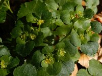 Chrysosplenium alternifolium 39, Verspreidbladig goudveil, Saxifraga-Ed Stikvoort