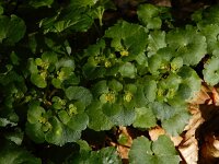 Chrysosplenium alternifolium 42, Verspreidbladig goudveil, Saxifraga-Ed Stikvoort