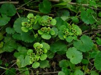 Chrysosplenium alternifolium 44, Verspreidbladig goudveil, Saxifraga-Ed Stikvoort