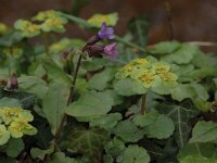 Chrysosplenium alternifolium 8, Verspreidbladig goudveil, Saxifraga-Bas Klaver
