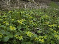 Chrysosplenium alternifolium 9, Verspreidbladig goudveil, Saxifraga-Willem van Kruijsbergen