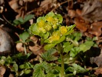 Chrysosplenium oppositifolium 10, Paarbladig goudveil, Saxifraga-Ed Stikvoort