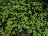 Chrysosplenium oppositifolium 4, Paarbladig goudveil, Saxifraga-Ed Stikvoort : Pierre de Haute
