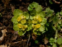 Chrysosplenium oppositifolium 9, Paarbladig goudveil, Saxifraga-Ed Stikvoort