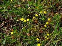 Cicendia filiformis 10, Draadgentiaan, Saxifraga-Hans Grotenhuis