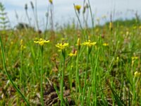 Cicendia filiformis 13, Draadgentiaan, Saxifraga-Hans Grotenhuis