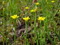 Cicendia filiformis 14, Draadgentiaan, Saxifraga-Hans Grotenhuis