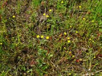 Cicendia filiformis 15, Draadgentiaan, Saxifraga-Hans Grotenhuis