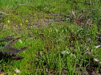 Cicendia filiformis 18, Draadgentiaan, Saxifraga-Hans Grotenhuis