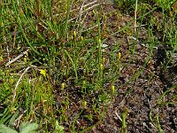 Cicendia filiformis 22, Draadgentiaan, Saxifraga-Hans Grotenhuis