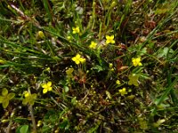 Cicendia filiformis 4, Draadgentiaan, Saxifraga-Hans Grotenhuis