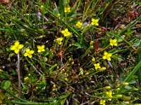 Cicendia filiformis 6, Draadgentiaan, Saxifraga-Hans Grotenhuis