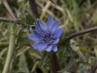 Cichorium endivia